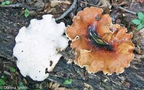 Attēlu rezultāti vaicājumam “Polyporus badius”