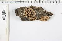 Attēlu rezultāti vaicājumam “Antrodia malicola”