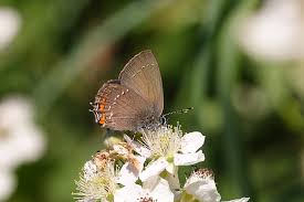 Attēlu rezultāti vaicājumam “Satyrium ilicis underside”