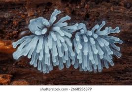 Attēlu rezultāti vaicājumam “Ceratiomyxa fruticulosa plasmodium”