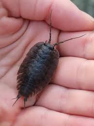 Attēlu rezultāti vaicājumam “Licea pusilla macro”