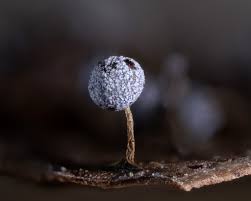 Attēlu rezultāti vaicājumam “Comatricha ellae macro”