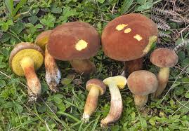 Attēlu rezultāti vaicājumam “Xerocomus subtomentosus”