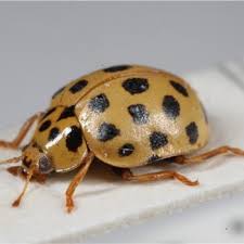 Attēlu rezultāti vaicājumam “Myzia oblongoguttata”