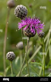Attēlu rezultāti vaicājumam “Centaurea scabiosa flower”
