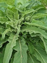 Attēlu rezultāti vaicājumam “Verbascum densiflorum leaf”