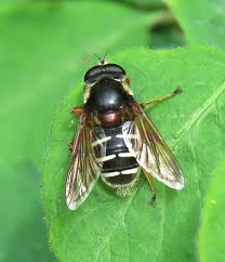 Attēlu rezultāti vaicājumam “Sericomyia sp.”