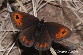 Attēlu rezultāti vaicājumam “Erebia aethiops upperside”