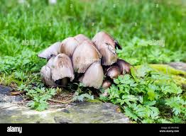 Attēlu rezultāti vaicājumam “Coprinus atramentarius”