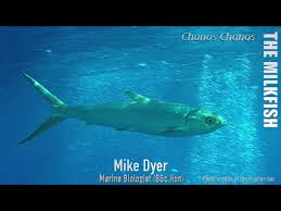 Image result for Chanos chanos