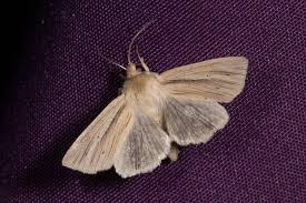 Attēlu rezultāti vaicājumam “Mythimna impura”