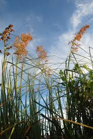 Attēlu rezultāti vaicājumam “Cladium mariscus”