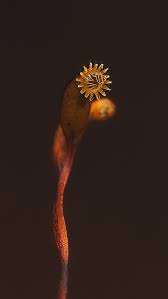 Attēlu rezultāti vaicājumam “Hypnum cupressiforme sporophyte”