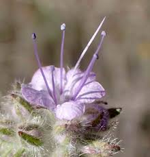 Attēlu rezultāti vaicājumam “Phacelia tanacetifolia”