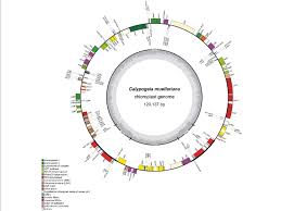 Attēlu rezultāti vaicājumam “Calypogeia muelleriana”