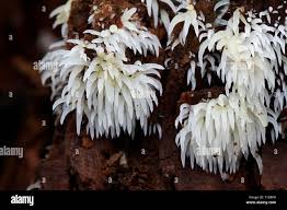 Attēlu rezultāti vaicājumam “Mucronella”