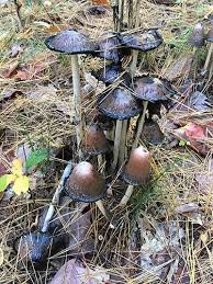 Image result for coprinus