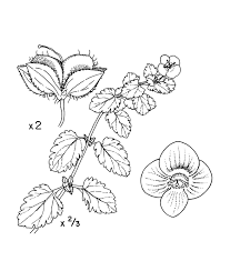 Attēlu rezultāti vaicājumam “Veronica persica flower”