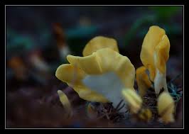 Attēlu rezultāti vaicājumam “Spathularia flavida”