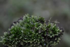 Attēlu rezultāti vaicājumam “Fissidens bryoides sporophyte”