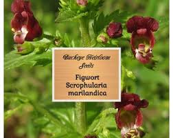 Attēlu rezultāti vaicājumam “Scrophularia umbrosa flower”