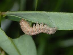 Attēlu rezultāti vaicājumam “Noctua fimbriata larva”