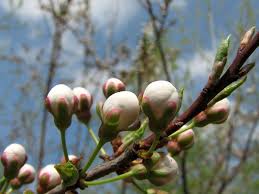 Attēlu rezultāti vaicājumam “Prunus cerasifera var. divaricata”