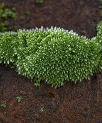 Attēlu rezultāti vaicājumam “Bryum caespiticium”