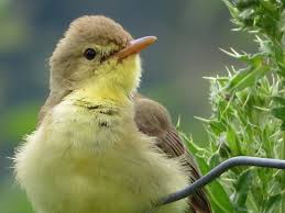 Image result for Hippolais polyglotta