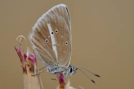 Attēlu rezultāti vaicājumam “Agrodiaetus damon underside”