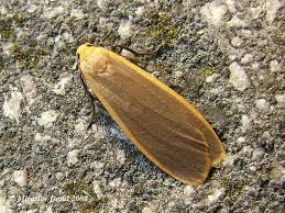 Attēlu rezultāti vaicājumam “Eilema depressa”