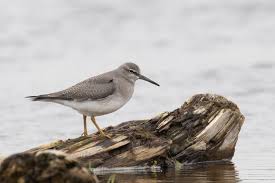 Image result for Tringa brevipes