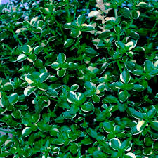 Attēlu rezultāti vaicājumam “Thymus pulegioides leaf”