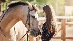 Afbeeldingsresultaat voor paarden