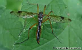 Attēlu rezultāti vaicājumam “Dictenidia bimaculata male”