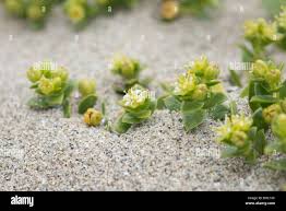 Attēlu rezultāti vaicājumam “Honckenya peploides”