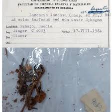 Attēlu rezultāti vaicājumam “Diderma rufostriatum young”