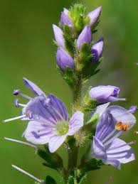 Image result for Veronica officinalis