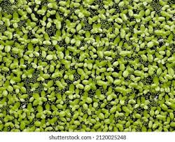 Attēlu rezultāti vaicājumam “Lemnaceae”