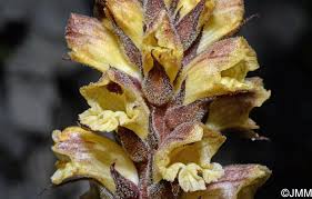Attēlu rezultāti vaicājumam “Orobanche reticulata”