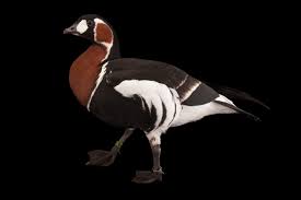 Image result for Branta ruficollis