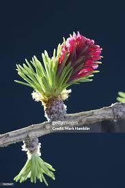Attēlu rezultāti vaicājumam “Larix decidua flower”