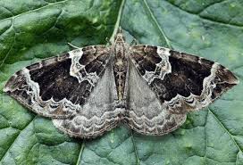 Attēlu rezultāti vaicājumam “Eulithis pyropata”