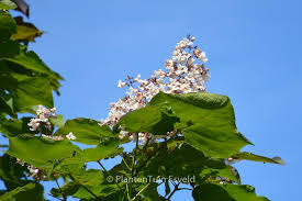 Attēlu rezultāti vaicājumam “Catalpa ovata flower”