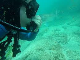 Image result for University Of London Sub-Aqua Club