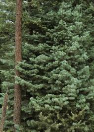 Attēlu rezultāti vaicājumam “Abies concolor”