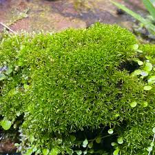 Attēlu rezultāti vaicājumam “Racomitrium canescens sporophyte”