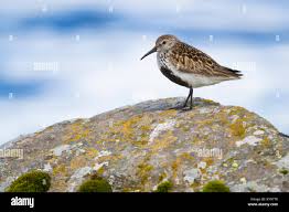 Attēlu rezultāti vaicājumam “Calidris alpina adult”