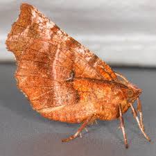 Attēlu rezultāti vaicājumam “Selenia dentaria”