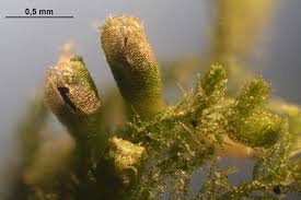 Attēlu rezultāti vaicājumam “Blepharostoma trichophyllum”